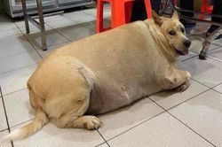 Choáng trước ngoại hình khủng của hội thú cưng khi trót ăn nhầm 'ngải heo'