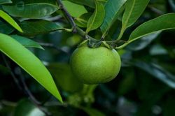 Đáng sợ những loài cây nguy hiểm nhất hành tinh, chớ dại động vào