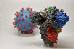 Nghiên cứu trên chuột cho thấy không cần mũi vaccine tăng cường đặc hiệu chống biến thể Omicron