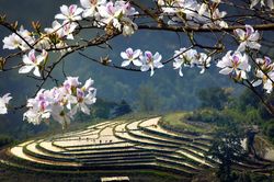 Sắc xuân miền Tây Bắc