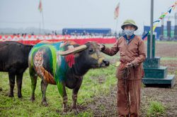 Những chú trâu rực rỡ trong Lễ hội Tịch điền