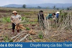 Nhân dân các huyện miền núi hăng hái lao động sản xuất sau Tết Nguyên đán Nhâm Dần 2022