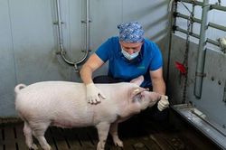 Nhân bản heo biến đổi gene để phục vụ ghép tạng
