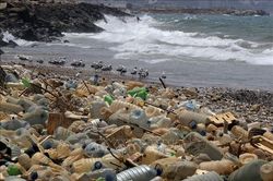 WWF kêu gọi thế giới hành động chống rác thải nhựa đại dương