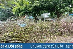 Đào, quất sau tết…