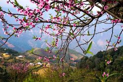 Du xuân vùng cao