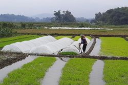Nông dân tập trung sản xuất vụ xuân