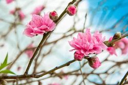 Chữ và nghĩa: 'Ra Tết' và 'ra Giêng'