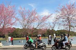 Mai anh đào bung nở sau tết Nguyên Đán thu hút du khách đến Đà Lạt