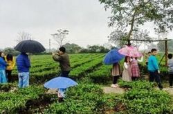 Vui buồn chuyện phụ thu mùa du xuân