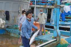 Ngư dân Quảng Ngãi trúng đậm 'lộc biển' trong chuyến ra khơi đầu năm