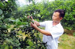 Làm giàu từ trồng cây ăn quả