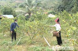 Nà Ớt cơ cấu lại diện tích cây trồng