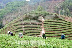 Sức sống làng chè Trung Long