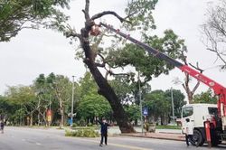 Đời sống Những người 'đu' cây
