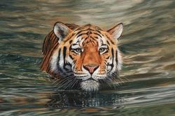 Chú hổ tội nghiệp bị lũ cá 'đáng ghét' quấy rối không ngừng