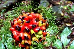 Sâm Ngọc Linh, 'Quốc bảo' của Việt Nam - Kỳ 2: Bảo tồn và phát triển cây sâm Ngọc Linh