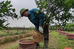 Cam, quất cảnh vào vụ mới
