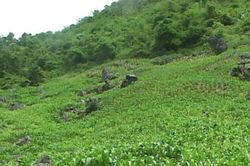 Kỳ án nơi rẻo cao (P1): Người phụ nữ mất tích bí ẩn và hành trình vạch mặt kẻ sát nhân máu lạnh