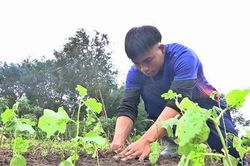 Toàn tỉnh có trên 3.555 ha cây dược liệu