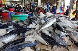 Xuất khẩu cá ngừ sang Pháp 2021 đạt hơn 3 triệu USD, tăng gần 103%