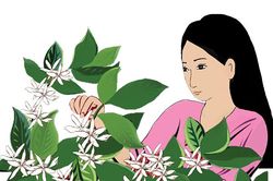 'Hoa tuyết'