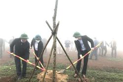 Hưởng ứng 'Tết trồng cây - Đời đời nhớ ơn Bác Hồ' xuân Nhâm Dần: Hướng Hóa trồng 70.345 cây các loại