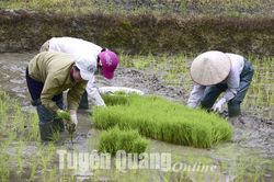 Toàn tỉnh đẩy nhanh gieo cấy lúa xuân