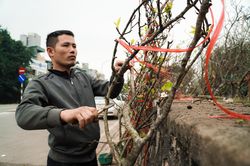 Hoa lê rừng trắng ế ẩm ngày rằm tháng Giêng