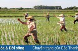 Trên những cánh đồng mùa xuân