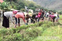 Mường La khẩn trương vào vụ lúa xuân