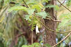 Cây dại xưa làm hàng rào, giờ thành 'mỏ vàng' trồng kiếm tiền triệu