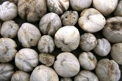 'Khoai tây lạ' trên biển bỗng dưng động đậy, ai cũng thất kinh