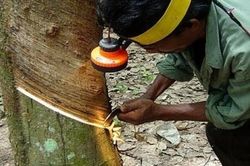 Kỳ vọng mới của ngành cao su Thái Lan