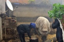 Triển khai các biện pháp chống rét cho người và gia súc