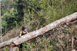 Kon Tum: Khởi tố vụ án phá rừng ở xã Măng Cành