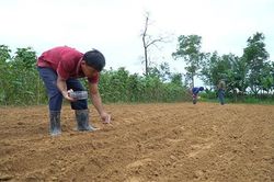 Cam Lộ: Trồng thử nghiệm cây rau đay quả dài