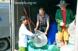 Làm giàu trên vùng hồ