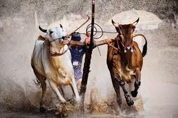 Độc đáo lễ hội đua bò ở Indonesia