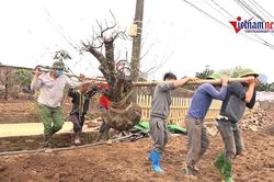 Chủ vườn tất bật gom gốc, 'bốc thuốc' hồi sinh những cây đào Nhật Tân