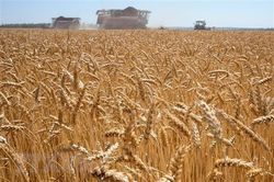 Giá lúa mỳ và ngô biến động mạnh khi căng thẳng Nga-Ukraine gia tăng