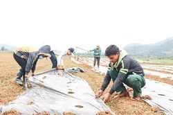 Quan tâm hỗ trợ phát triển sản xuất ở huyện Đakrông