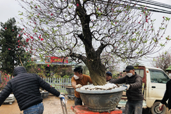 Nhà vườn Nhật Tân chi tiền triệu mỗi ngày 'tái sinh' đào sau Tết