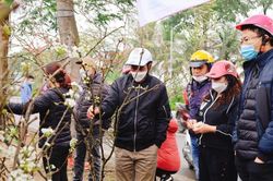 Hậu Tết Nguyên đán, người dân Thủ đô săn đón hoa lê với giá tiền triệu