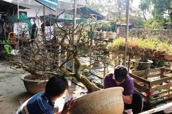 Đời sống Đời sống Chi tiền triệu gửi hoàng mai sau tết