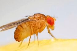 Khả năng nhận thức của ruồi giấm