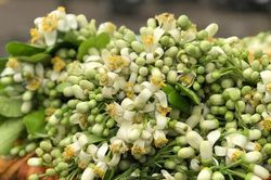 Hoa bưởi đầu mùa xuống phố, đắt như hoa nhập ngoại vẫn 'cháy hàng'