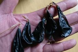 Cháu bé 9 ngày tuổi ngừng tim do uống mật khỉ