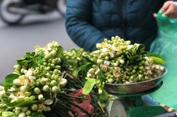 Hoa bưởi đầu mùa: Giá cao như… hoa nhập ngoại!