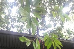 Quảng Ninh: Số phận kỳ lạ của ngôi đình thiêng trăm tuổi từng nhiều lần được sắc phong